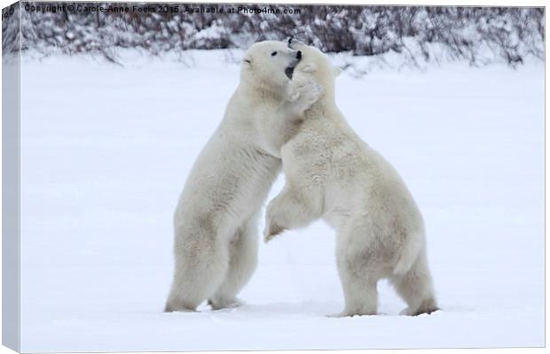 Polar Bear Skirmish  Canvas Print by Carole-Anne Fooks