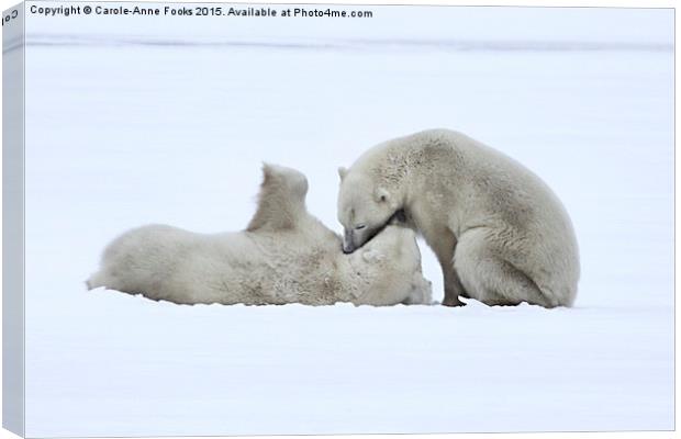  Polar Bear Stoush Canvas Print by Carole-Anne Fooks
