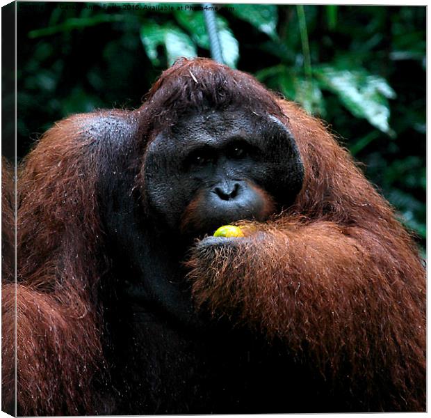 Large Male Orangutan Known as George  Canvas Print by Carole-Anne Fooks