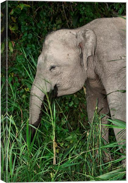  Borneo's Pygmy Elephant Canvas Print by Carole-Anne Fooks