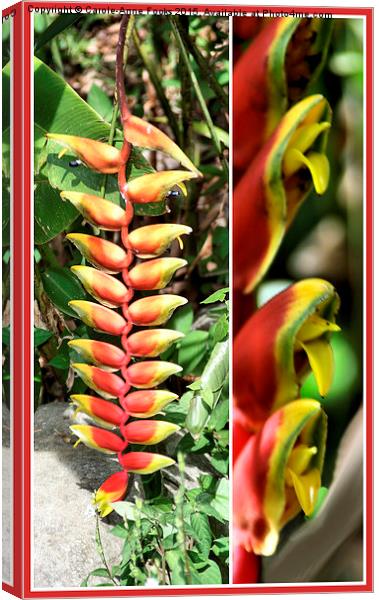  Heliconia Composite #2 Canvas Print by Carole-Anne Fooks