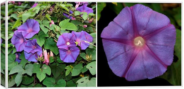  Morning Glory Twice Over Canvas Print by Carole-Anne Fooks