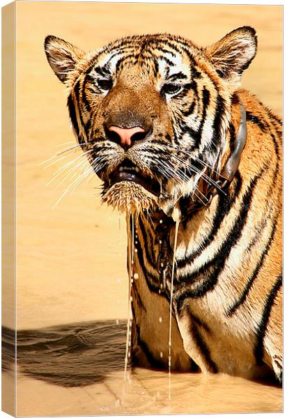  Dripping Tiger, Kanchanaburi, Thailand  Canvas Print by Carole-Anne Fooks