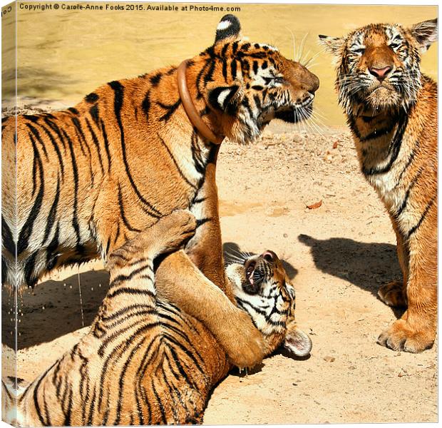 Tigers at Water Play Canvas Print by Carole-Anne Fooks