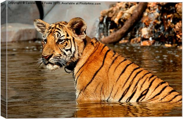 Bengal Tiger Cub Canvas Print by Carole-Anne Fooks