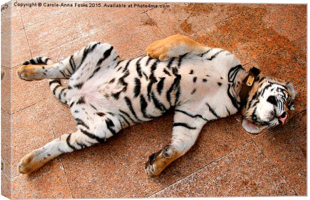 Sleeping Tiger Cub, Thailand Canvas Print by Carole-Anne Fooks