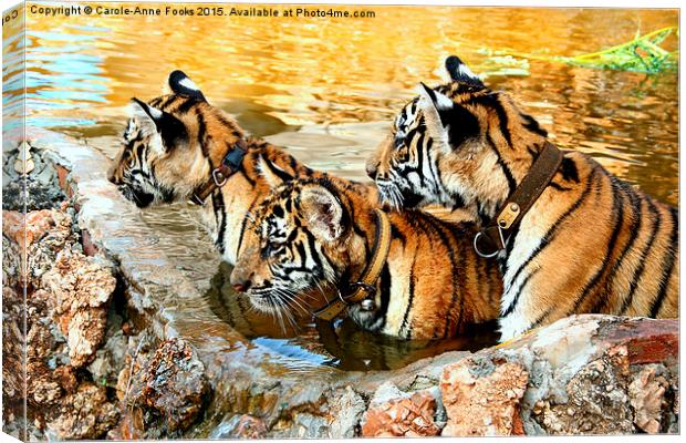  Trio of Tiger Cubs, Kanchanaburi, Thailand  Canvas Print by Carole-Anne Fooks
