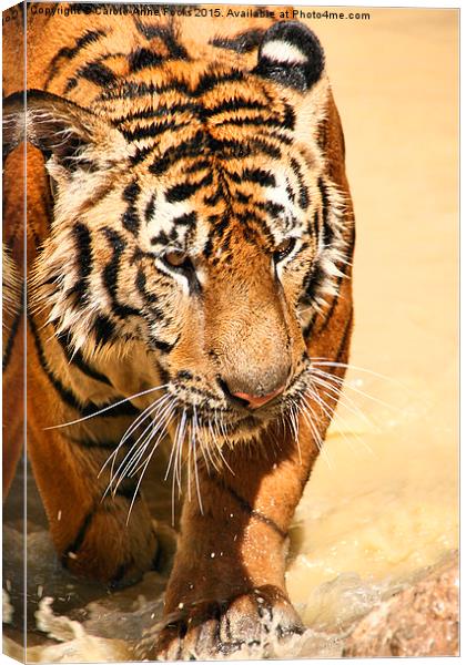 Tiger Coming Out Of The Water Canvas Print by Carole-Anne Fooks