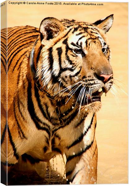 Tiger Coming Out of the Water Canvas Print by Carole-Anne Fooks