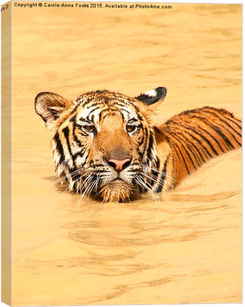  Swimming TIger Canvas Print by Carole-Anne Fooks