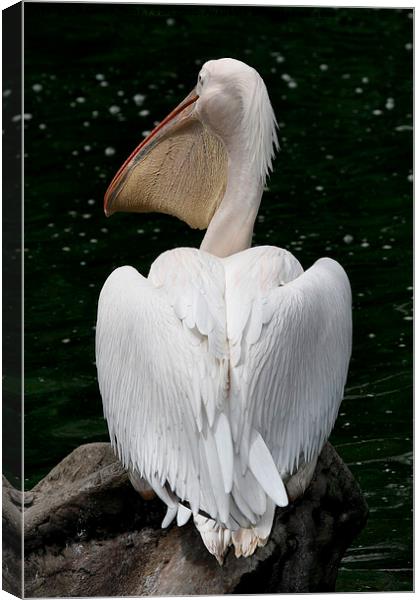  Great White Pelican Canvas Print by Carole-Anne Fooks