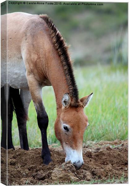    Przewalski's Horse, Mongolia Canvas Print by Carole-Anne Fooks