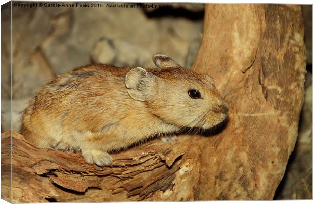  Gerbil in the Wild, Mongolia Canvas Print by Carole-Anne Fooks