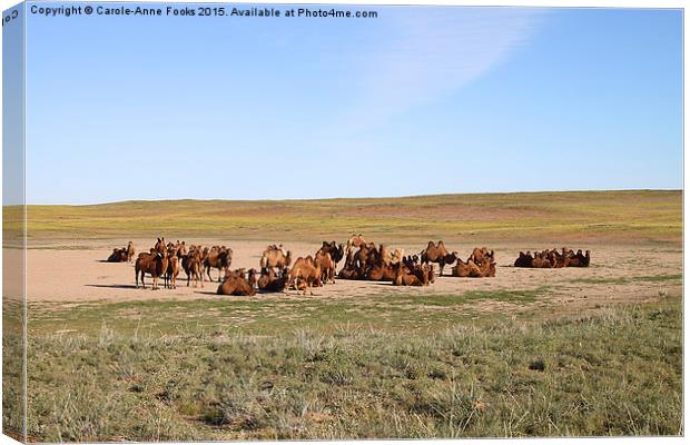  Camels, Middle Gobi Mongolia Canvas Print by Carole-Anne Fooks