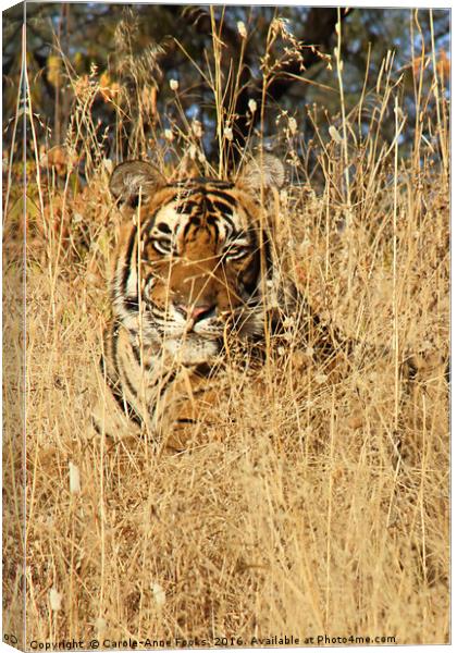 Sub-Adult Male Bengal Tiger Canvas Print by Carole-Anne Fooks