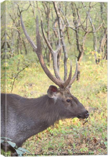 Male Sambar, the largest deer in India  Canvas Print by Carole-Anne Fooks