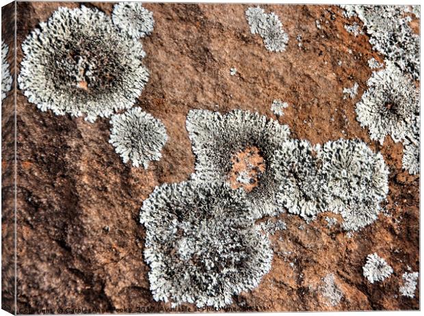 Kanyaka - Lichen Covered Rocks Canvas Print by Carole-Anne Fooks