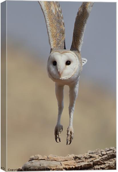 Barn Owl Coming in to Land Canvas Print by Carole-Anne Fooks