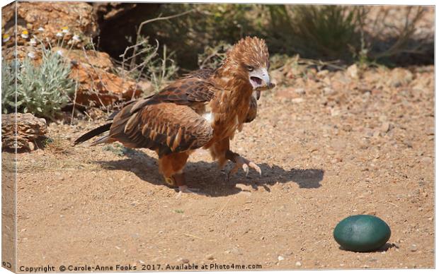 Black-breasted Buzzard About to Attack an Egg Canvas Print by Carole-Anne Fooks