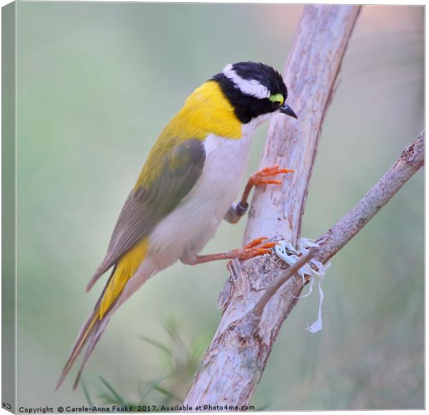 Black-chinned Honeyeater Canvas Print by Carole-Anne Fooks