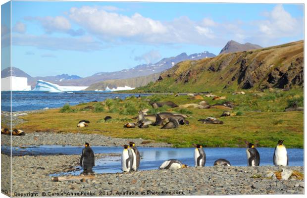 South Georgia in the Southern Atlantic Canvas Print by Carole-Anne Fooks