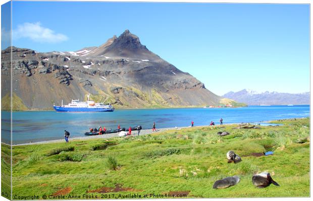 South Georgia in the Southern Atlantic Canvas Print by Carole-Anne Fooks