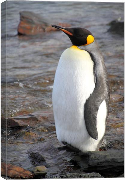 King Penguin Canvas Print by Carole-Anne Fooks