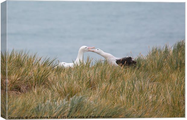 Wandering Albatross Pair Bonding Canvas Print by Carole-Anne Fooks