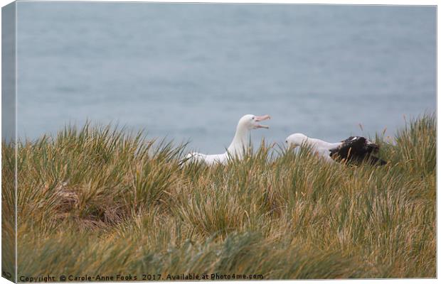 Wandering Albatross Pair Bonding Canvas Print by Carole-Anne Fooks