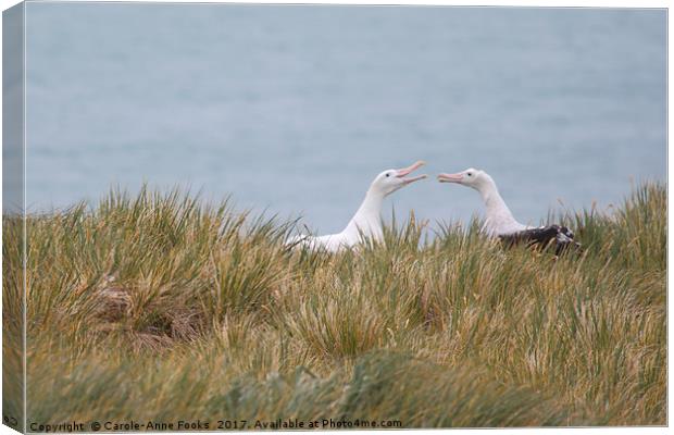 Wandering Albatross Pair Bonding Canvas Print by Carole-Anne Fooks