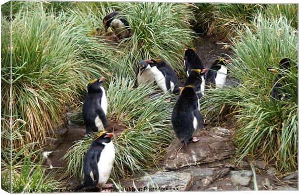 Macaroni Penguins in Their Rookery Canvas Print by Carole-Anne Fooks