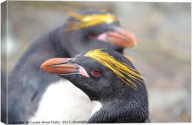 Macaroni Penguin Portrait Canvas Print by Carole-Anne Fooks