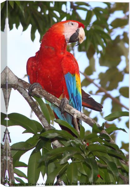 Scarlet Macaw Canvas Print by Carole-Anne Fooks