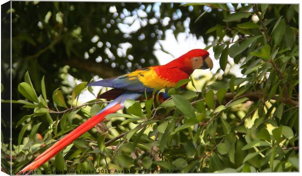 Scarlet Macaw Canvas Print by Carole-Anne Fooks