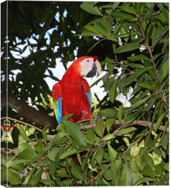 Scarlet Macaw Canvas Print by Carole-Anne Fooks