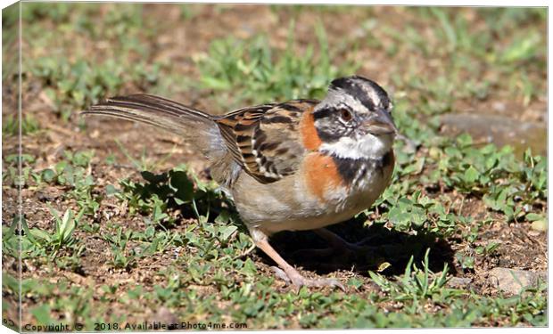 Rufous-collared Sparrow Canvas Print by Carole-Anne Fooks