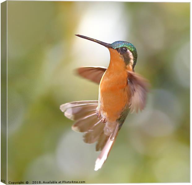  Hummingbird Acrobatics Canvas Print by Carole-Anne Fooks