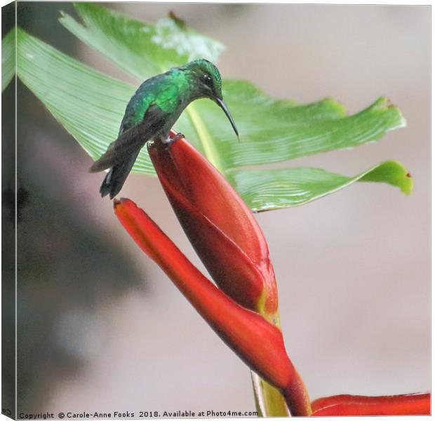 Scaly-breasted Hummingbird Canvas Print by Carole-Anne Fooks