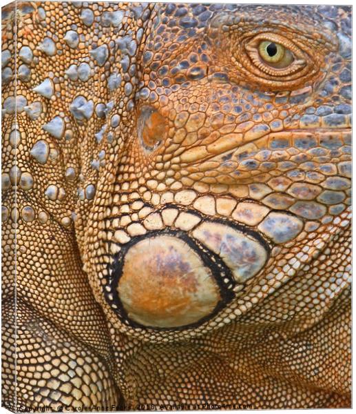 Abstract of Male Green Iguana Skin Canvas Print by Carole-Anne Fooks