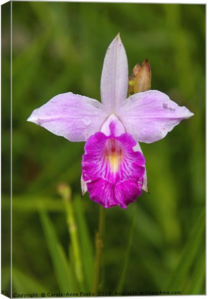 Botanical Gardens Canvas Print by Carole-Anne Fooks