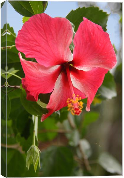 Red Hibiscus Canvas Print by Carole-Anne Fooks