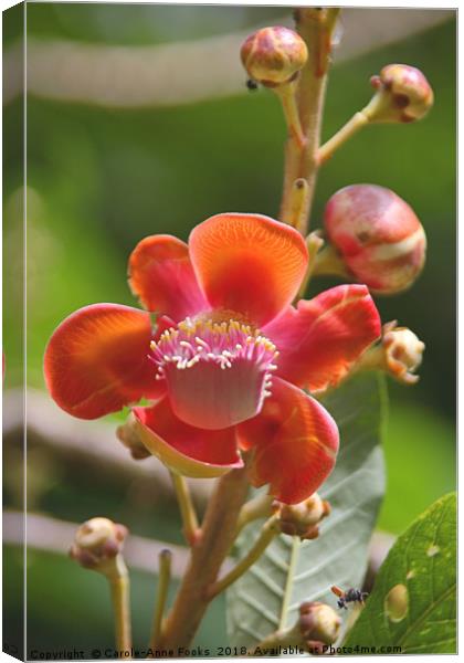 Cannonball Tree Flowers and Buds Canvas Print by Carole-Anne Fooks
