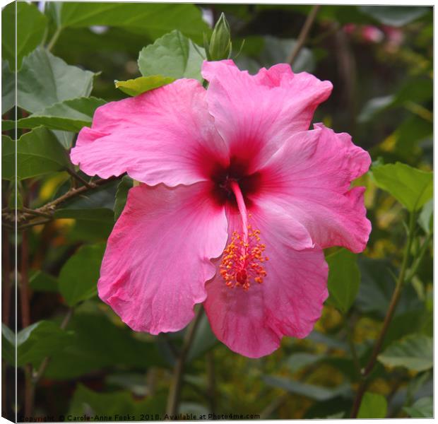 Pink Hibiscus Canvas Print by Carole-Anne Fooks