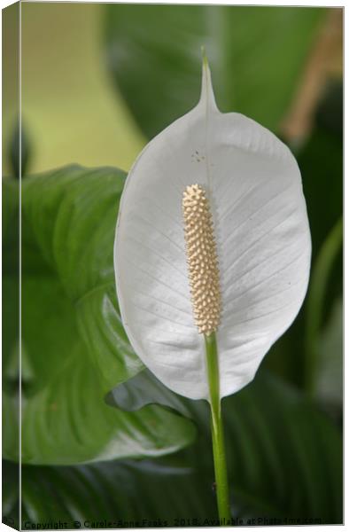 Peace Lily  Canvas Print by Carole-Anne Fooks