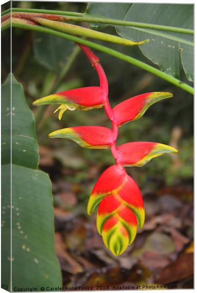 An Exotic Heliconia  Canvas Print by Carole-Anne Fooks