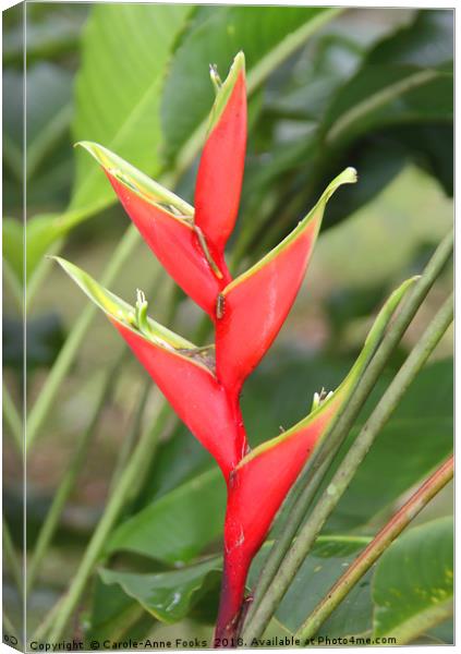 An Exotic Heliconia   Canvas Print by Carole-Anne Fooks