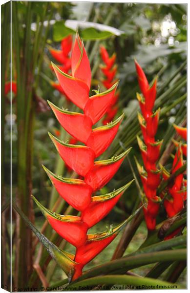 An Exotic Heliconia    Canvas Print by Carole-Anne Fooks