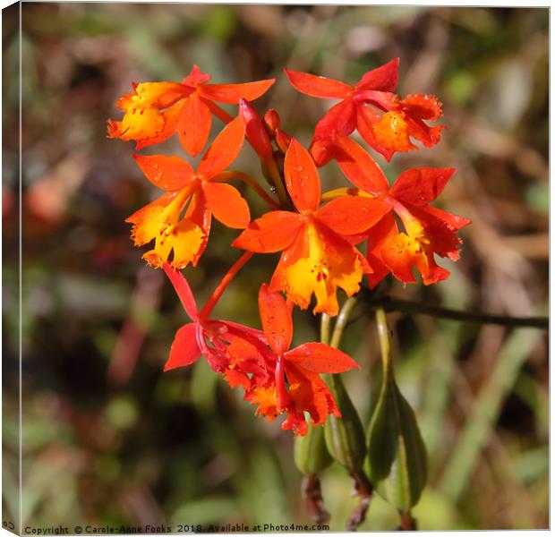 Orchids Canvas Print by Carole-Anne Fooks