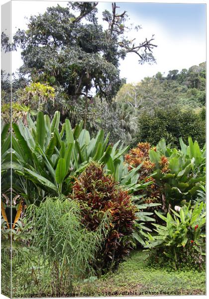 Botanical Gardens  Canvas Print by Carole-Anne Fooks