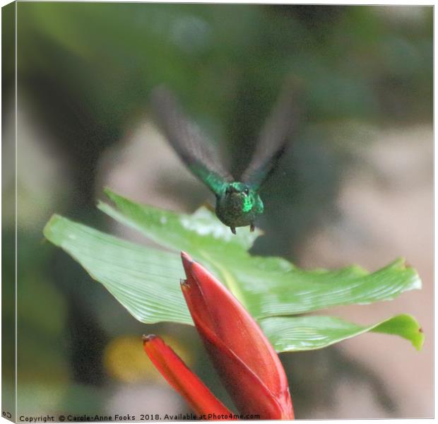 Scaly-breasted Hummingbird Canvas Print by Carole-Anne Fooks